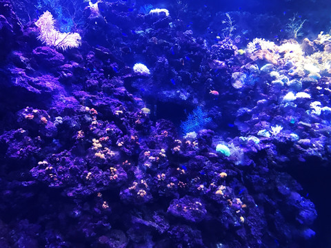 观赏鱼群 水族馆