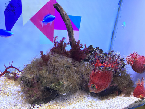 水族馆 观赏鱼