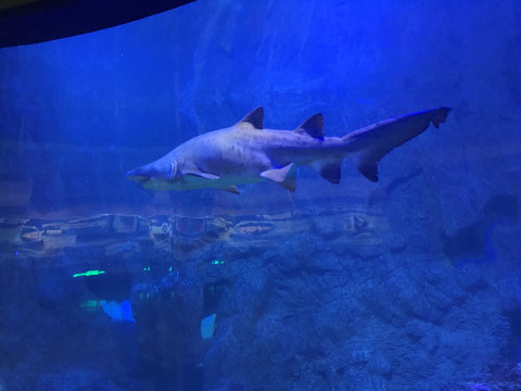 水族馆 鲨鱼