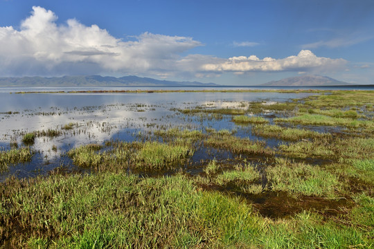 湿地 沼泽