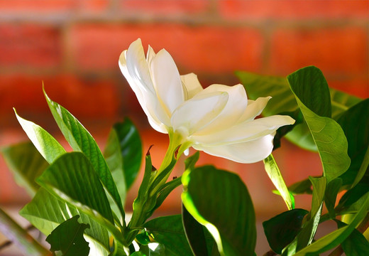 栀子花