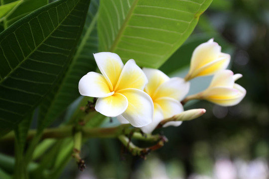 白玉蘭 玉蘭花