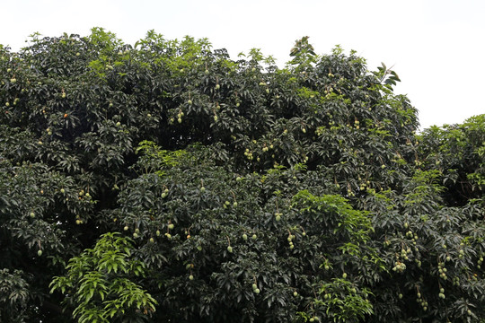 芒果 芒果树