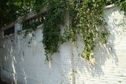 白墙绿树背景墙