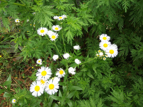 野菊花