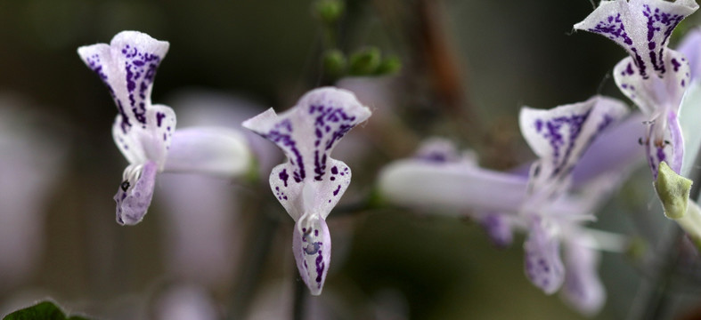 特丽莎薰衣草 薰衣草