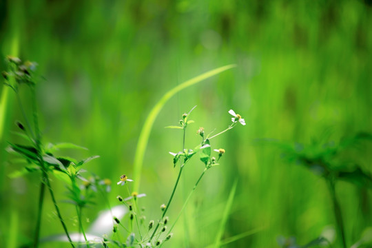 淡淡的夏