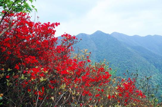 杜鹃花