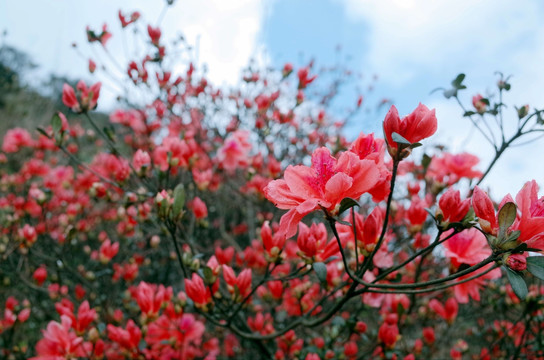 杜鹃花