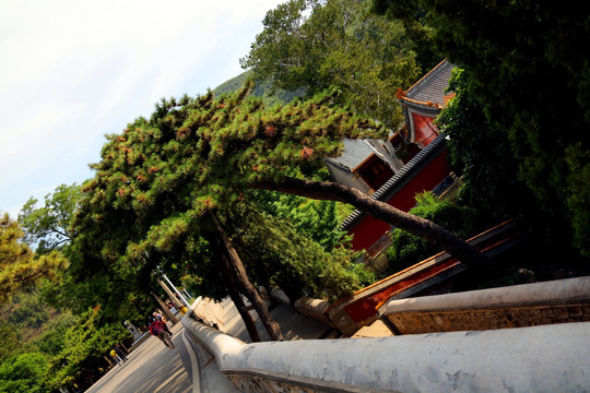 潭柘寺风光