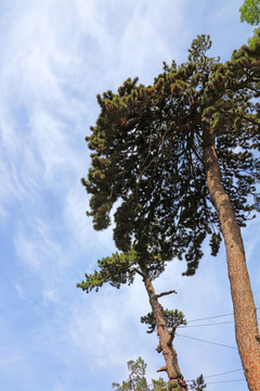 潭柘寺风光