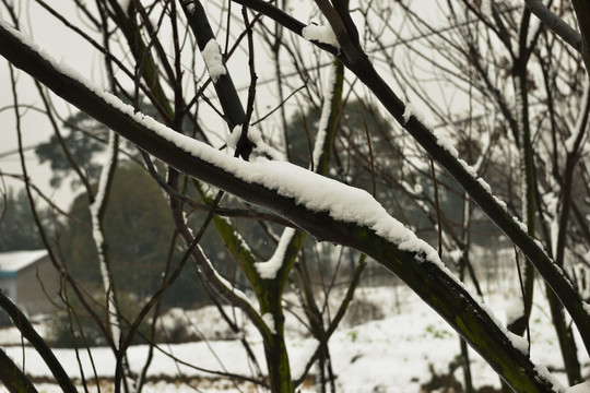 雪景