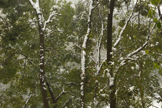 雪景