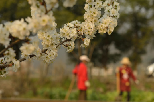 樱桃花