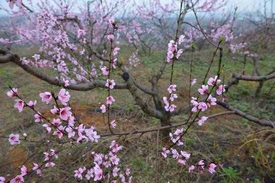 桃花