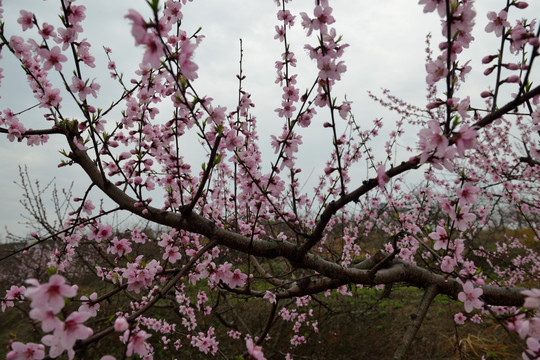 桃花