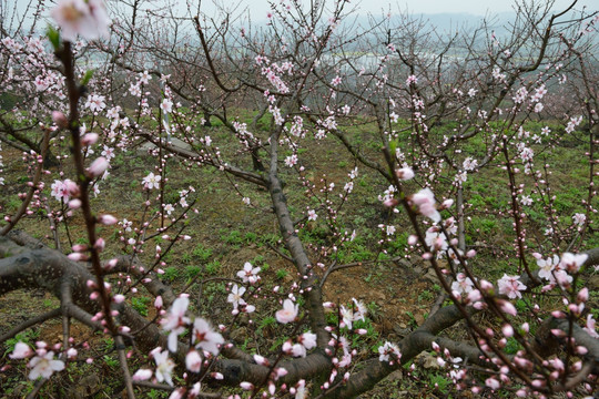 桃花