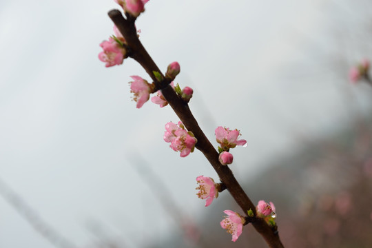 黄桃花