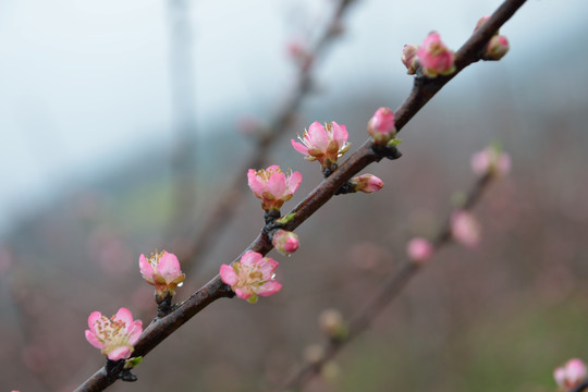 桃花