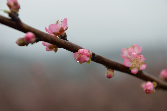 桃花