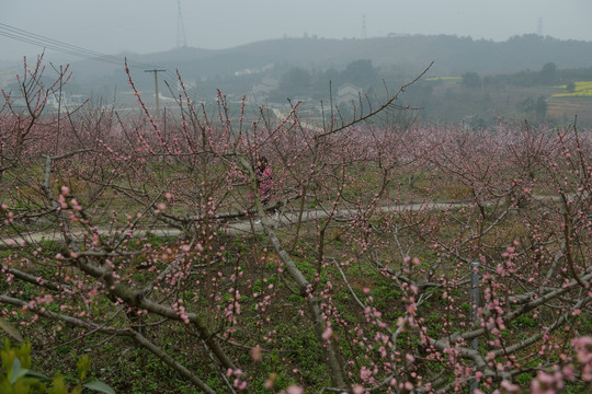 桃花