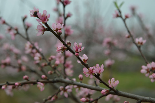 桃花