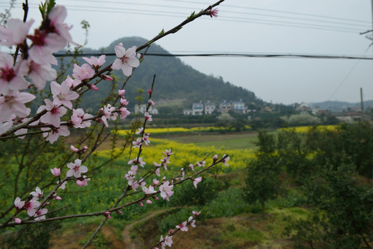 桃花