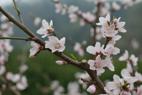 桃花