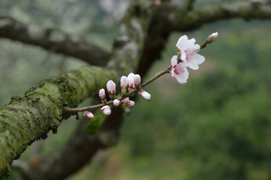 桃花