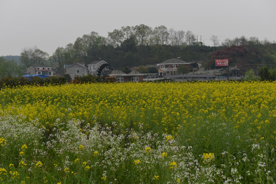 田园