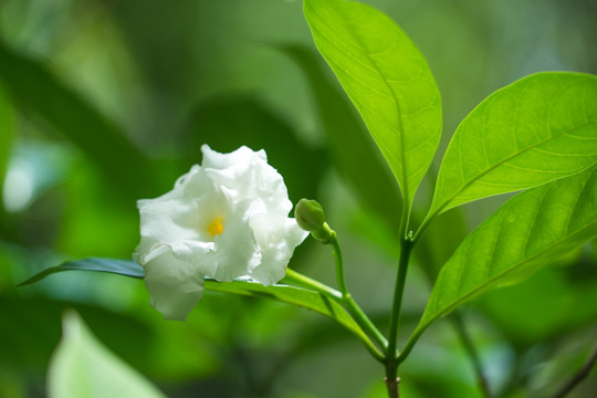 栀子花