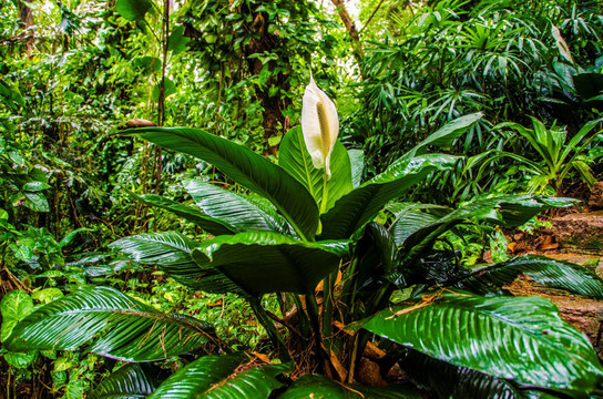 热带雨林植物白鹤芋