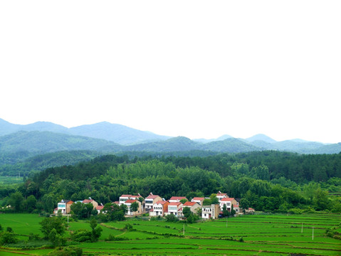 山区水稻田