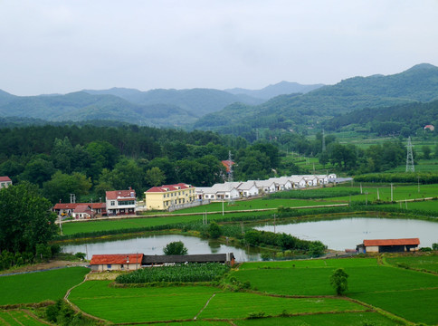 山区水稻田