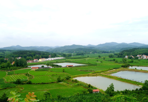 山区水稻田