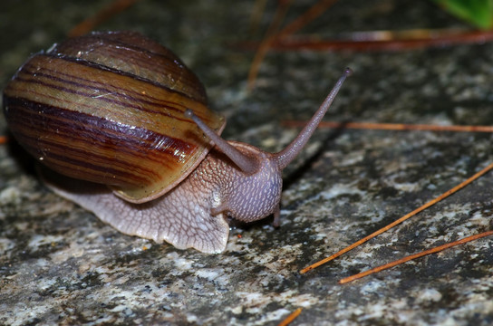 蜗牛 （1）