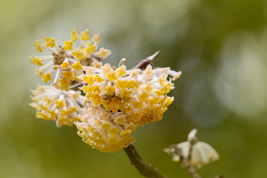 结香花