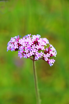 马鞭草花