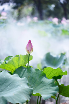 意境荷花花苞