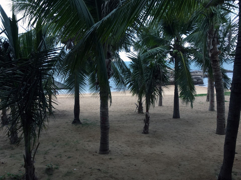 海边椰树林