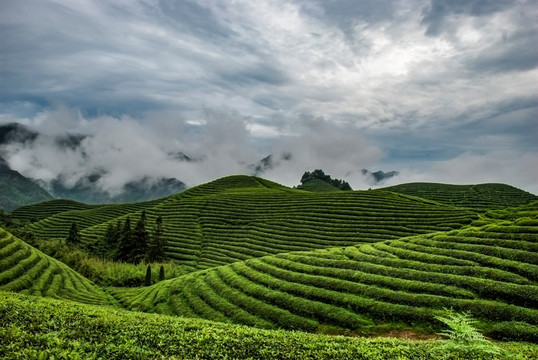 雨后茶园