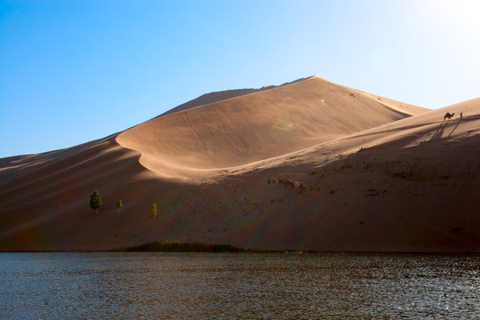 超高清沙漠湖泊倒影骆驼队