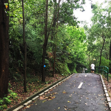 森林公园 绿道 登山道