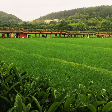 田园 稻田 乡村风光