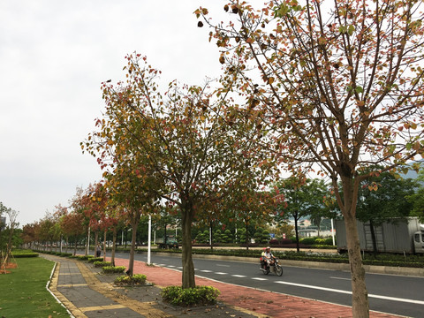 马路 道路绿化（新媒体图片）