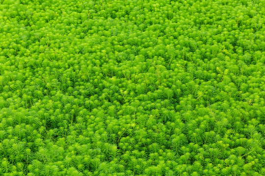 绿色植物背景墙