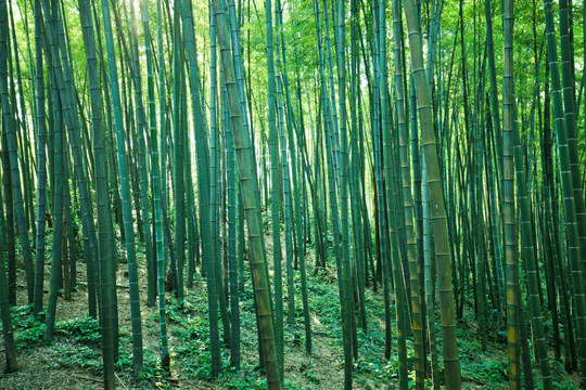 蜀南竹海 竹林