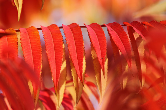 火炬树 秋天红叶