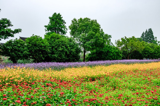 花丛 花卉花坛 花圃