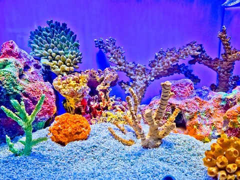 鱼缸背景图 珊瑚 鱼缸造景